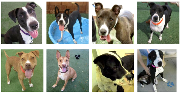 A sample of photos used in the study. Pit-bull-type breeds appear on the left and lookalike dogs of different breeds appear o