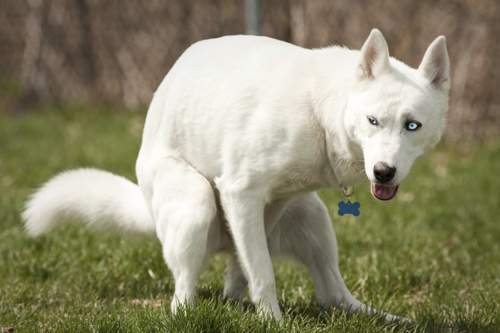 Without thumbs, dogs cannot be held responsible for cleaning up after their own waste.