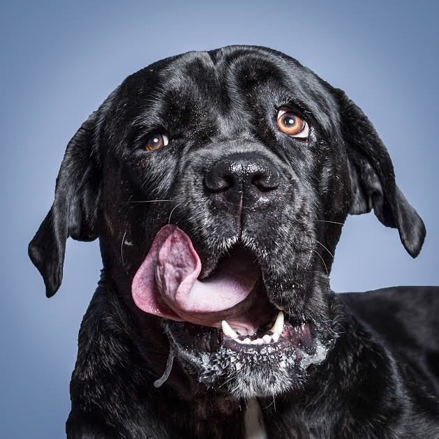 Bailey is photographer Greg Murray's dearly departed canine friend who was the inspiration for the photo series.