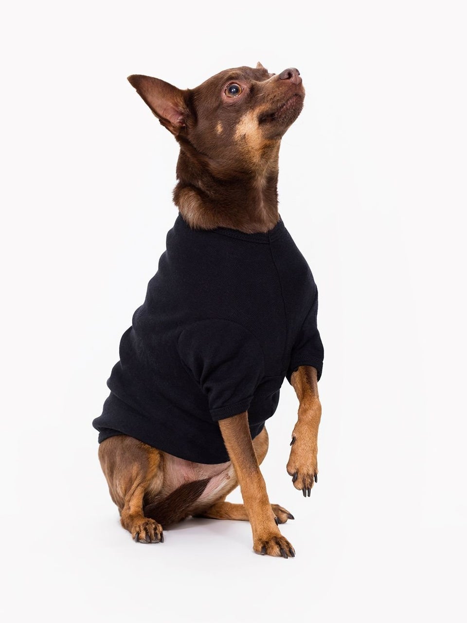 American apparel clearance dog hoodie