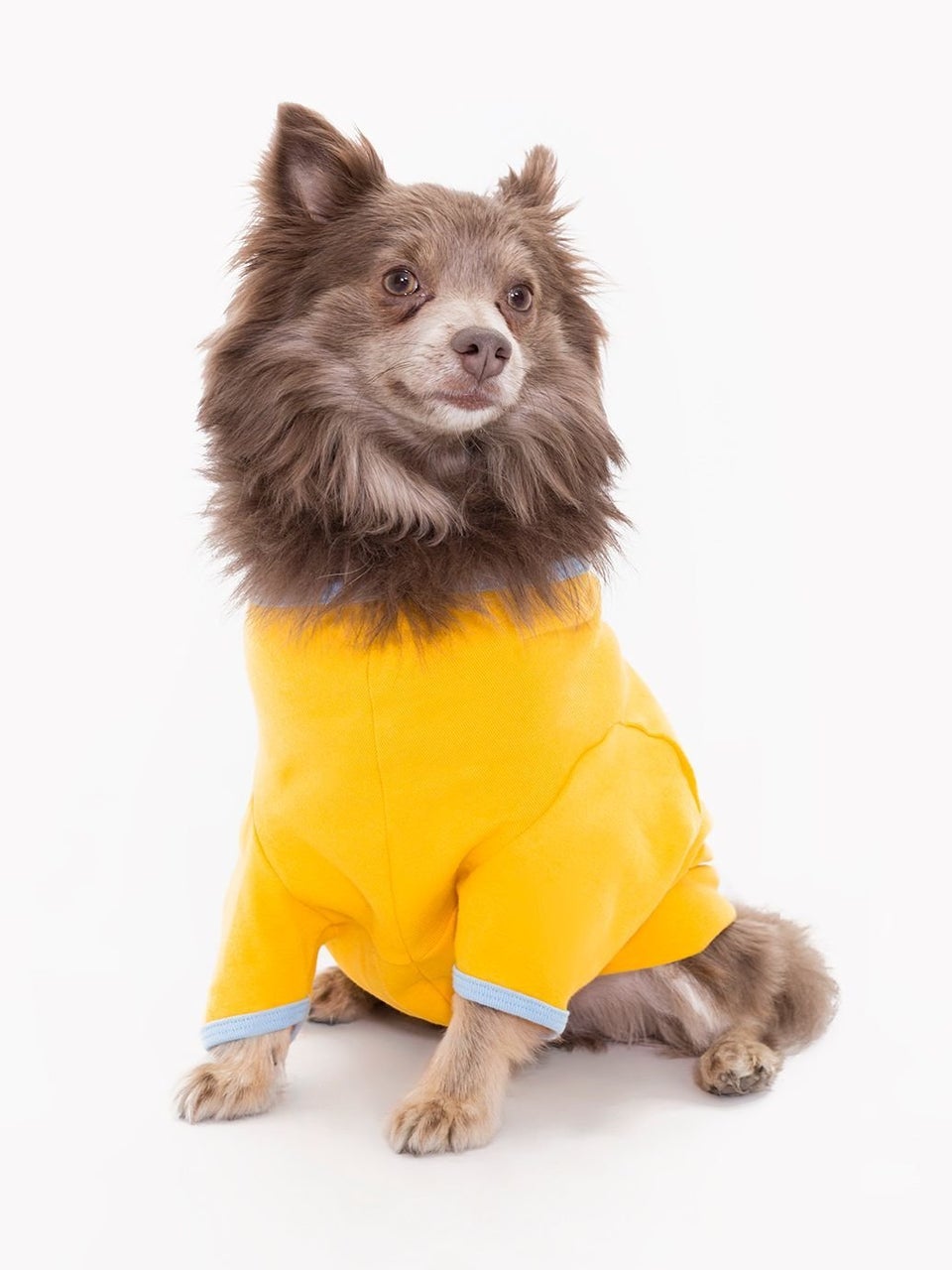 American apparel best sale dog hoodie