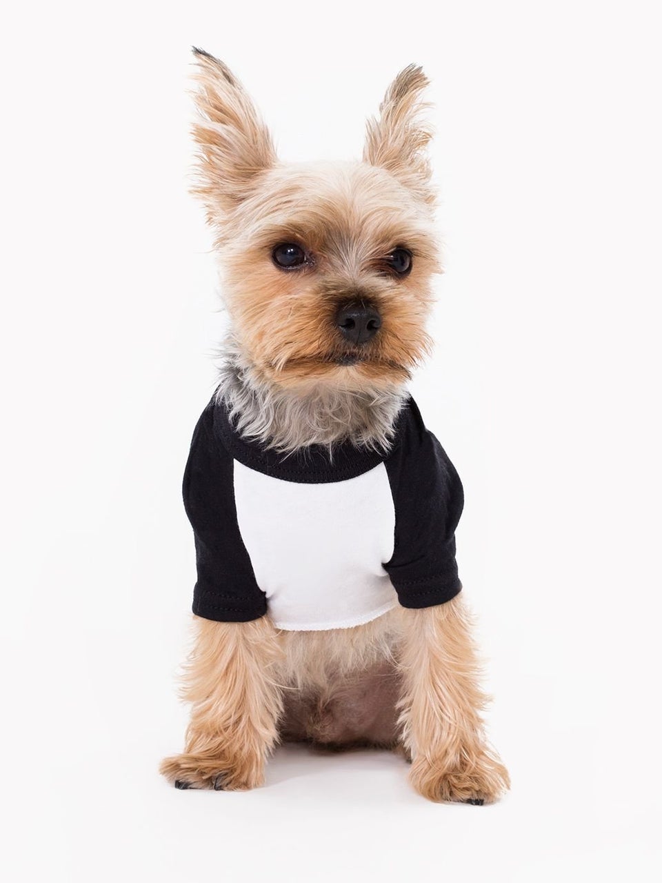 These Dog Models Might Be The Best Thing About American Apparel ...