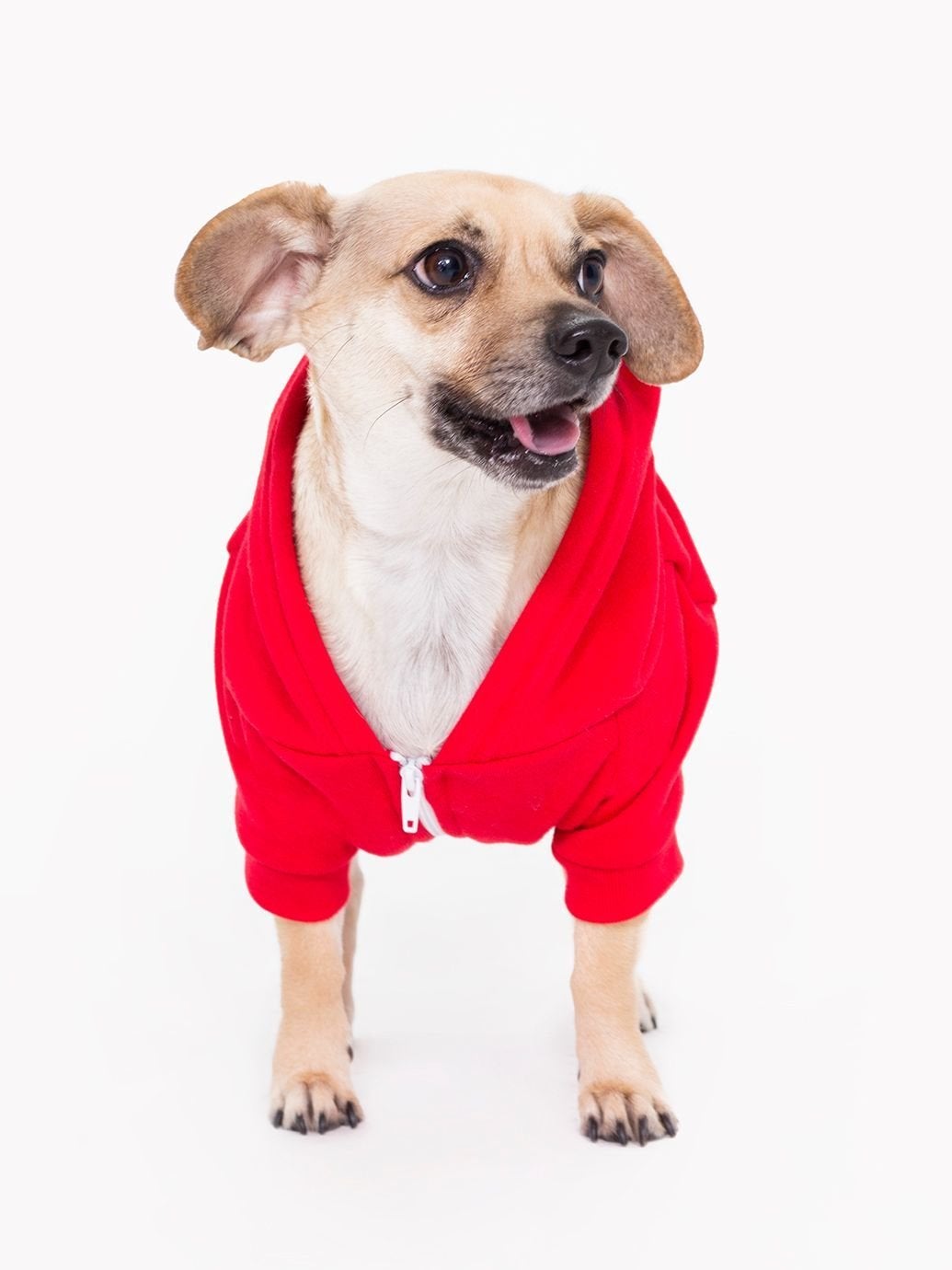 american apparel dog hoodie