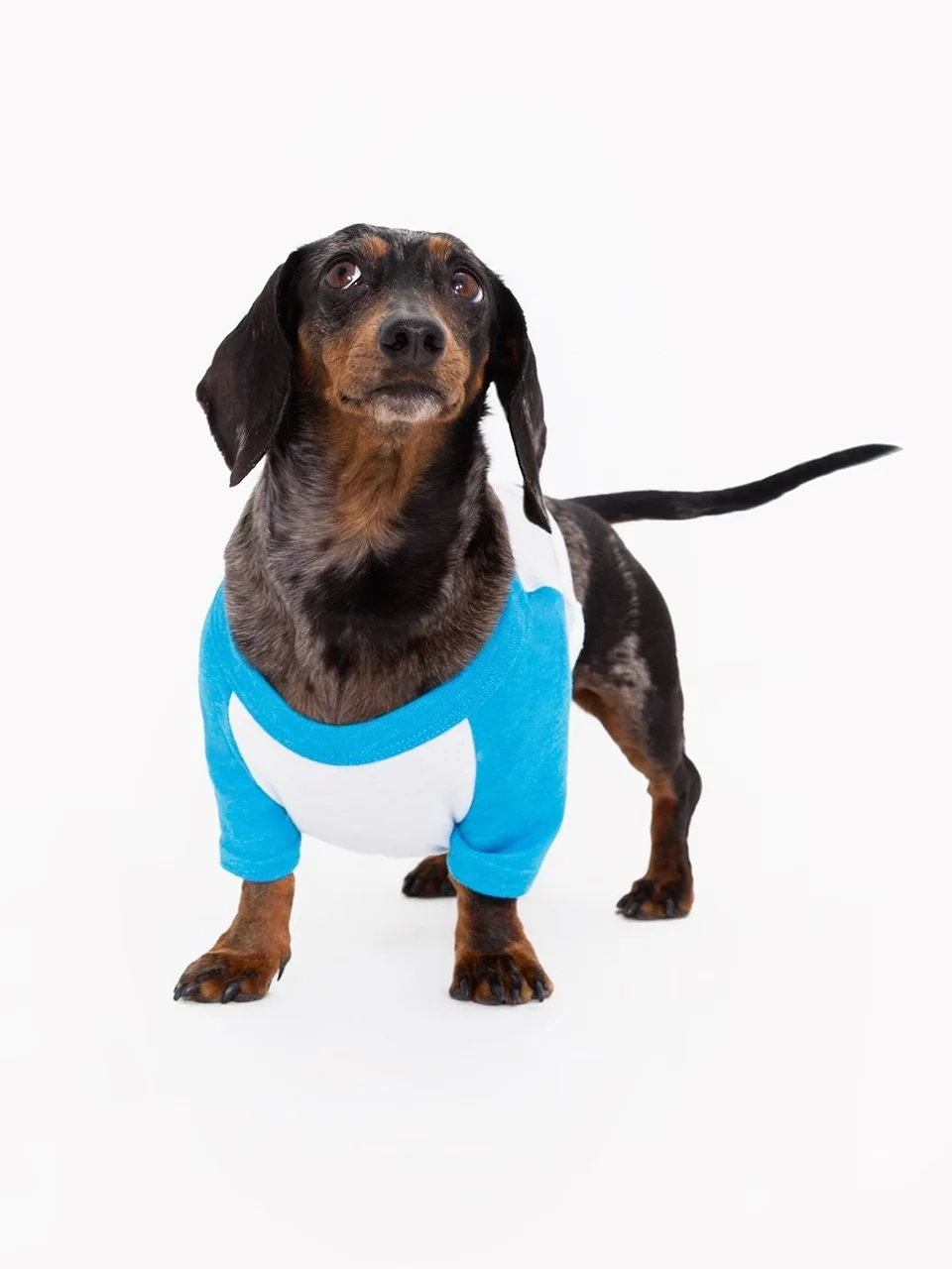 American apparel dog best sale