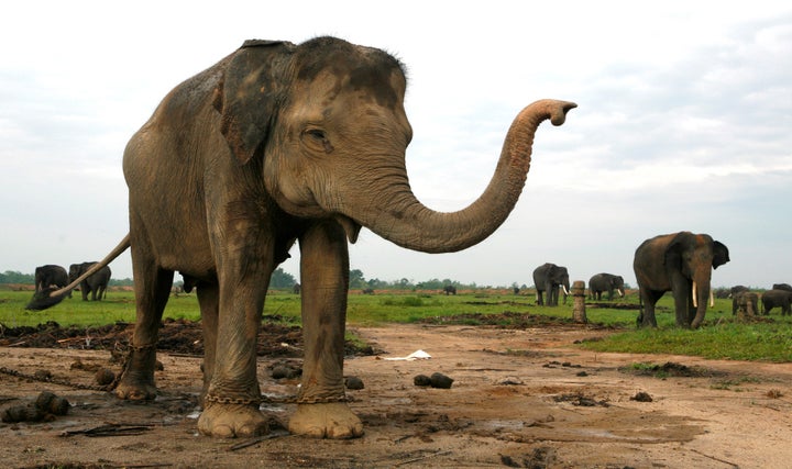 Sumatran elephants.