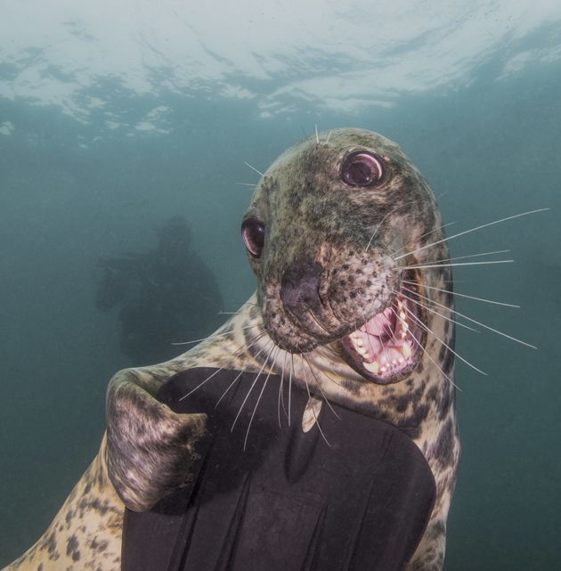 Photo Of Seal Cheesin For The Camera Wins Photography Contest Huffpost