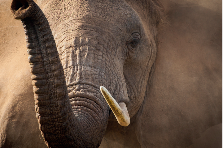 An African elephant.