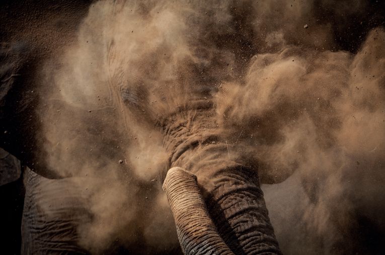 An elephant in a cloud of dust.