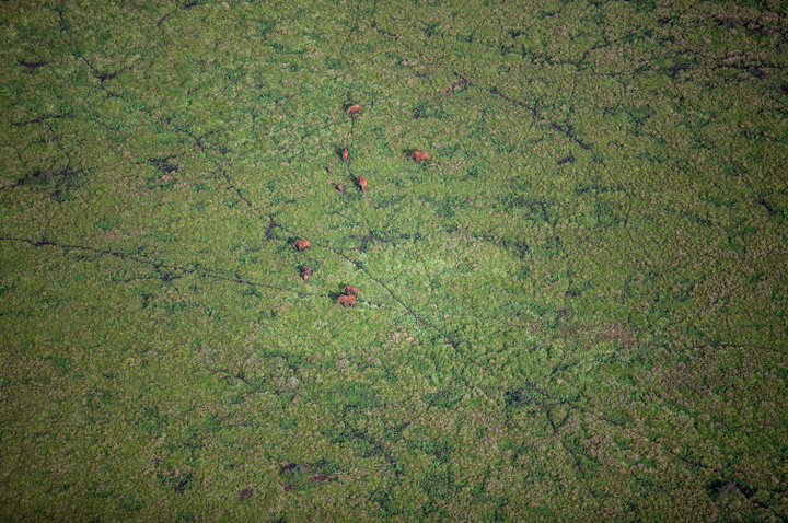 An overhead shot of a herd of elephants migrating to Mount Kenya National Park.