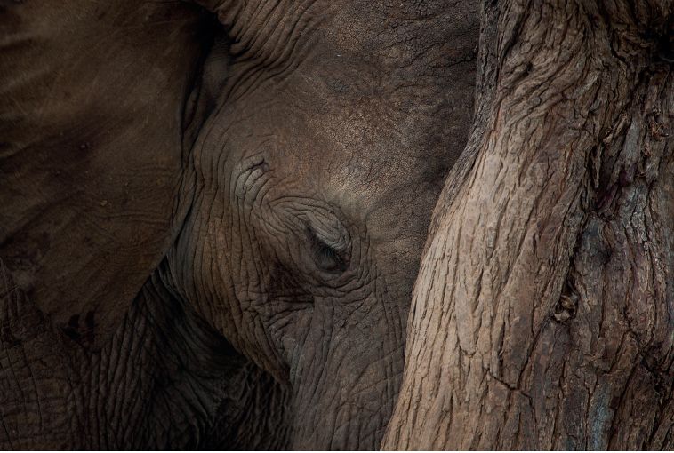 An elephant leans its head against the trunk of a tree as it enjoys some shade.