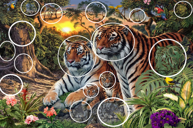 No One Can Agree On How Many Tigers Are In This Image Huffpost Uk