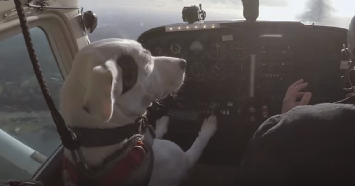 Abandoned Dog Learns To Fly A Plane, World's Cutest CoPilot