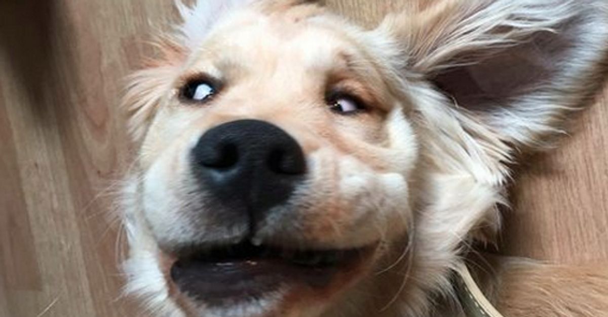 This Puppy's Selfie Game Is Seriously Strong | HuffPost UK Life