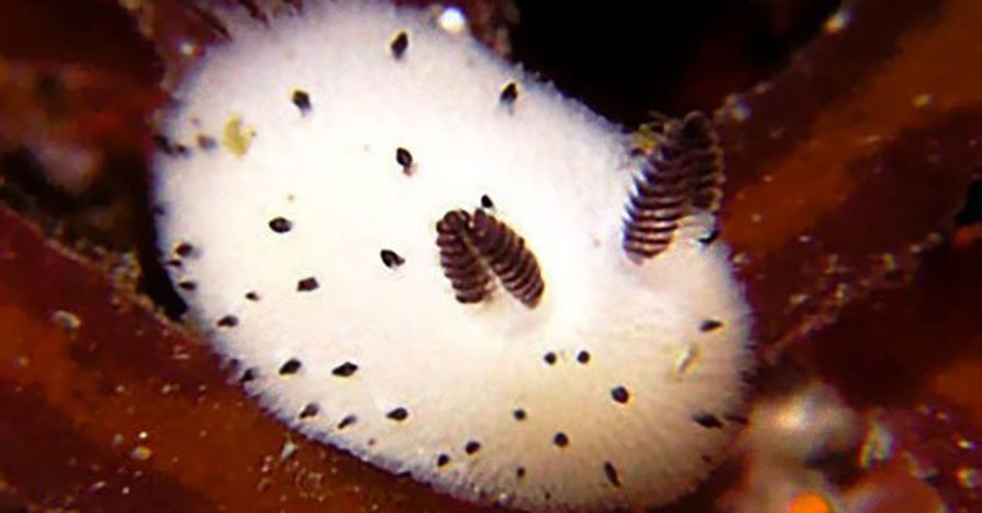 Watch This Adorable Sea Bunny Isnt Actually A Bunny At All Huffpost