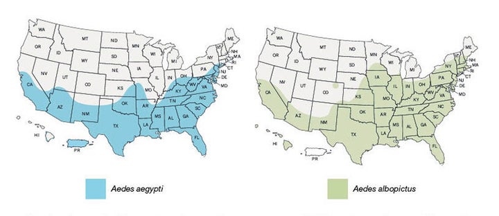 Aedes aegypti mosquitoes are more likely to spread viruses like Zika, dengue, chikungunya than Aedes albopictus mosquitos are -- but both are capable. 