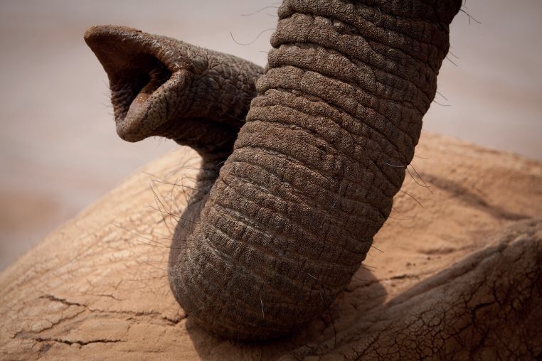 A close-up of an elephant’s trunk.