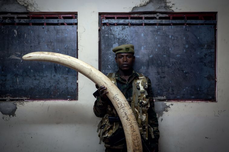 A ranger, who is six-feet tall, holds a poached tusk holds the tusk from a Tusker Elephant.