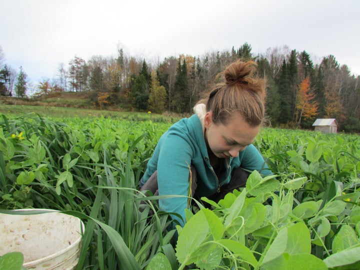 Many Sterling students work on the college's farm and gardens, which produce about 20 percent of its food.