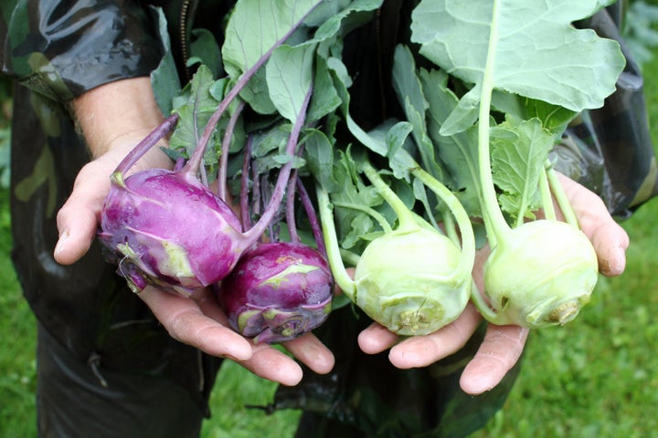 Some 60 vegetable crops are grown at Sterling.