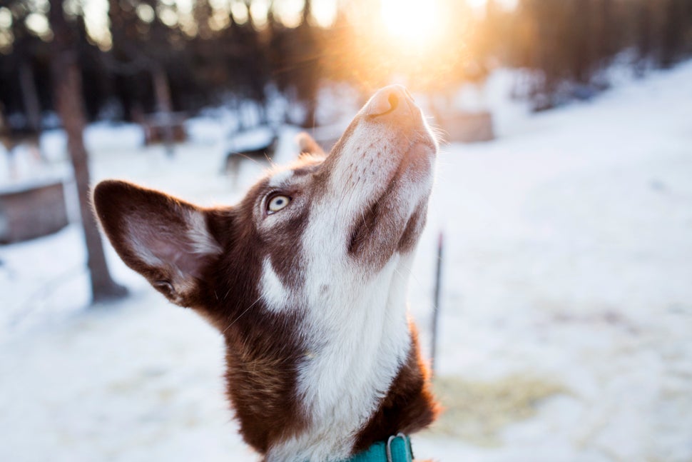 Piper in the dog yard of Hey Moose! Kennel run and operated by mushers Andy and Kristin Knight Pace in Healy, Alaska.
