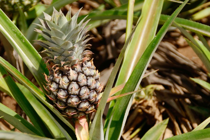 Your pineapple will grow right on top of the crown you planted!