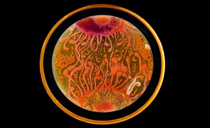 Peñil's piece "Cell to Cell," which won the People's Choice award in the 2015 ASM Agar Art contest.