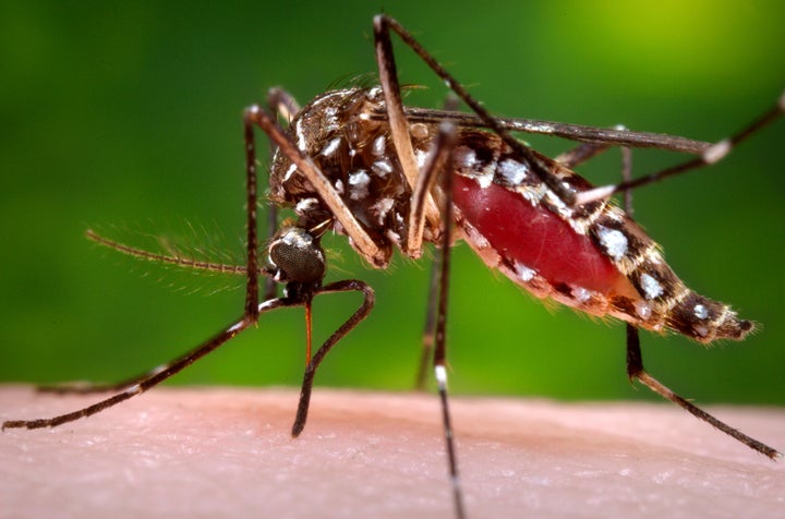 The Aedes<em> aegypti</em> mosquito is known to carry infectious diseases, such as dengue, yellow fever, chikungunya and Zika virus.