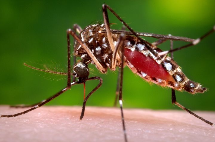 The Aedes aegypti mosquito is known to carry infectious diseases, such as dengue, yellow fever, chikungunya and Zika virus.