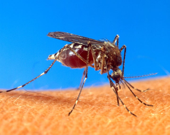 Aedes aegypti, the mosquito can transmit Zika virus, is present in the U.S. As our mosquito season approaches, Americans should know that preventing mosquito bites is about more that avoiding itchy red bumps.
