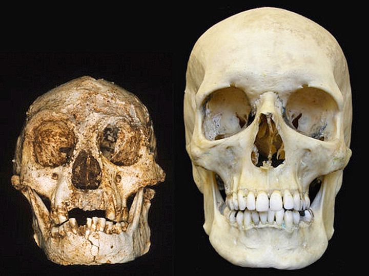 A University of New England image of a hobbit skull shows how much smaller it was compared to a human skull.