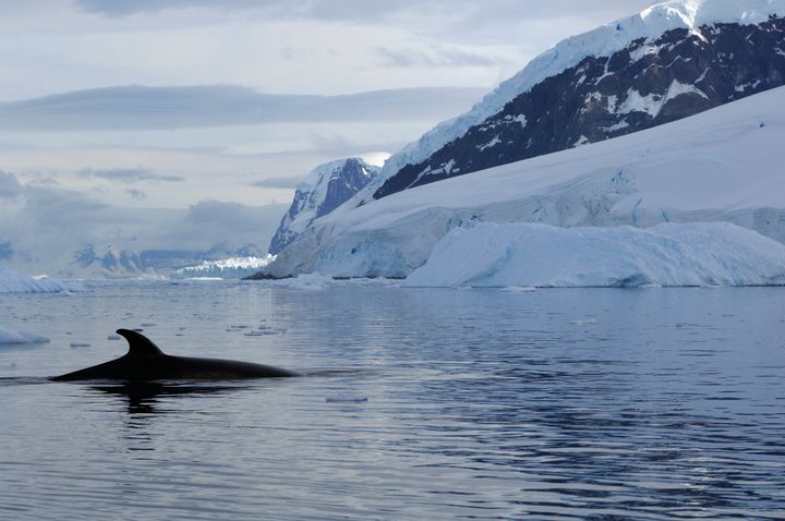 An Antarctic minke whale surfacing.