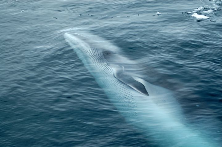 A minke whale swimming.