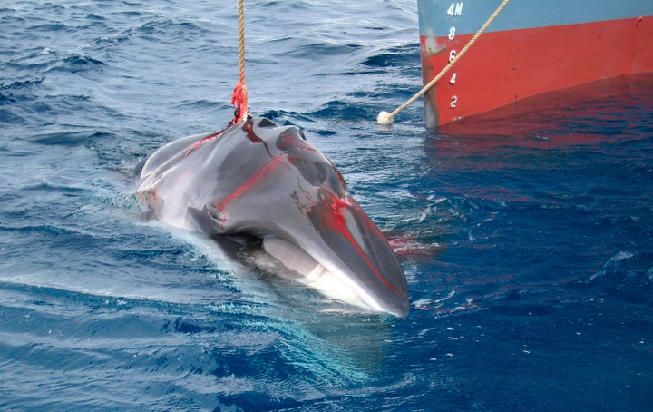 A minke whale is harpooned by the Japanese whaling vessel Yushin Maru No. 2 in the Southern Ocean in this photograph released Feb. 7, 2008.