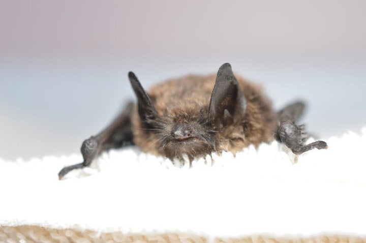 This Washington state bat became the first case of white-nose syndrome west of the Rockies.