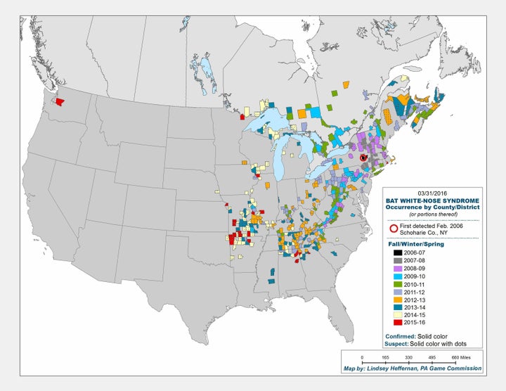 Range of white nose syndrome.