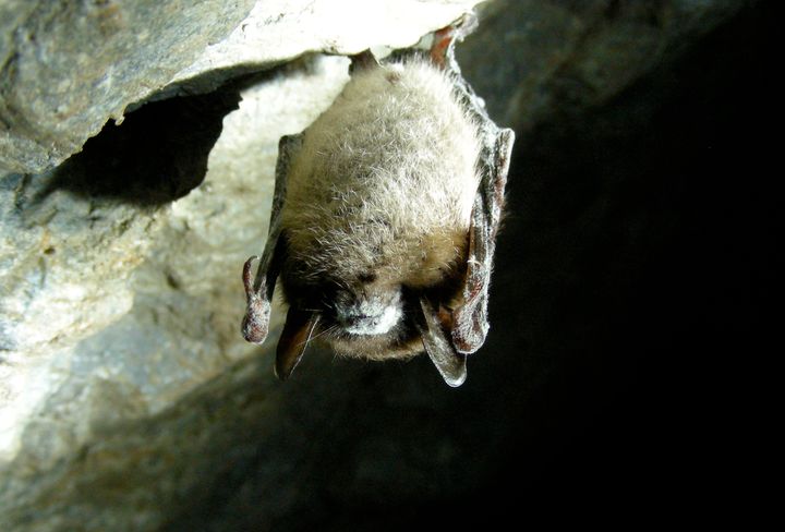 A little brown bat with white nose syndrome hangs in the Greeley Mine in Vermont on March 26, 2009.