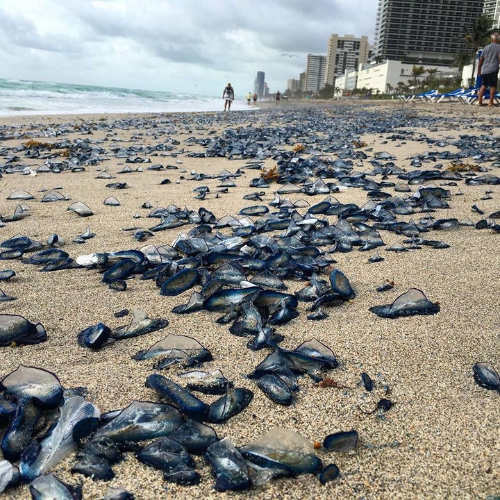 The jellyfish are called Velella velella, or "purple sailors." They have little sail-like appendages that help them move in the water.