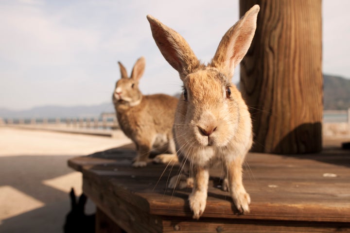 The residents of Japan's Bunny Island, near Hiroshima.