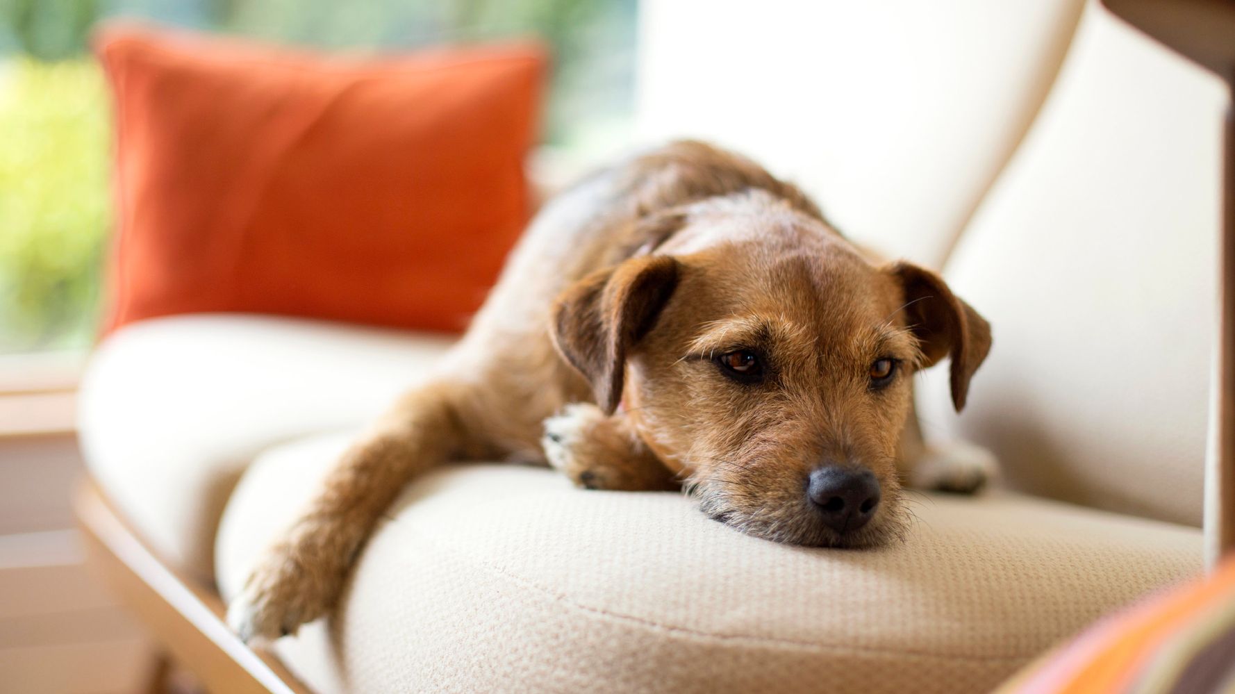 The Simplest Way To Remove Pet Hair From Furniture HuffPost Communities