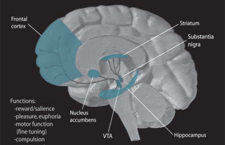 Dopamine is manufactured in nerve cell bodies located within the ventral tegmental area.