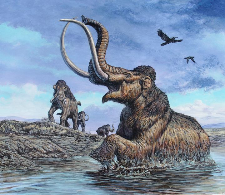 An artist's depiction of a Columbian mammoth. Last month, a bulldozer operator stumbled upon a Columbian mammoth skull while on the job in Oklahoma. 