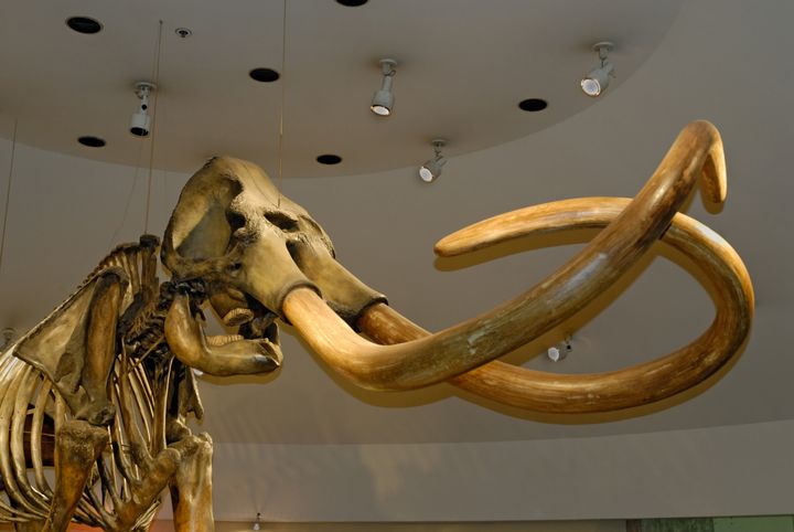 A Columbian mammoth skeleton in the Page Museum in Los Angeles. The Columbian mammoth is known for its long, curved tusks.