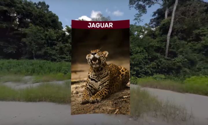 Researchers are using virtual reality to help jaguar populations in Peru.