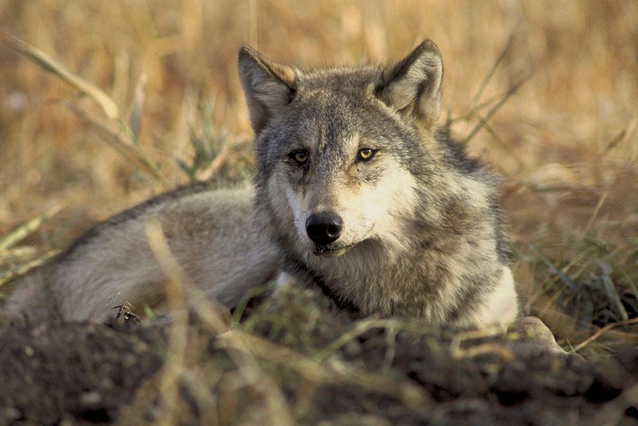 An endangered gray wolf is pictured in this undated handout photo from the U.S. Fish and Wildlife Service.