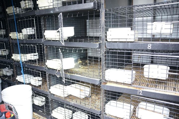 A wall of cages used to hold puppies is seen in a photo taken from inside the van that police seized Monday.