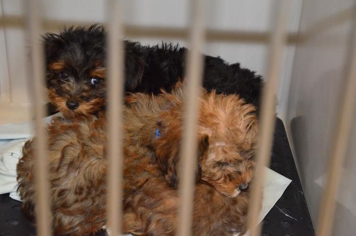 Two puppies that Paramus police say they took from a pet store's van.