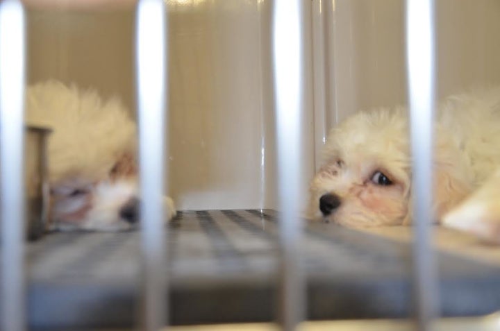 Two puppies that police say they removed from a vehicle that was left parked overnight amid freezing temperatures.