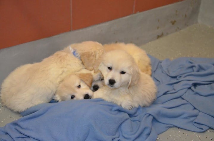 Several puppies are seen curling up together after police say they were taken from a van Monday.