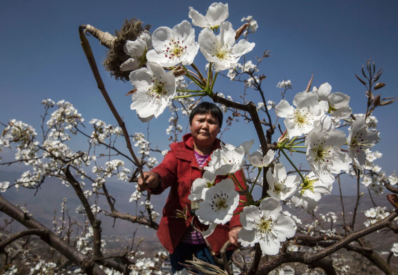 A Chinese farmer pollinates a pear tree by hand in Hanyuan County, Sichuan province, China.