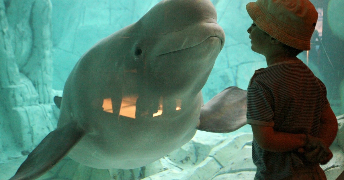 Beluga Death Calls Aquarium's Import Permit into Question